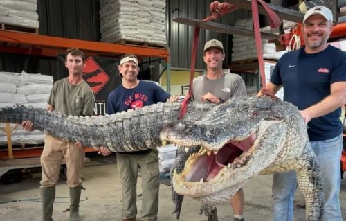 Cocodrilo gigante de casi 400 kilos de peso es capturado y sorprende a usuarios de redes