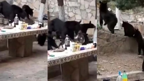 Captan a familia de osos "robando" carne asada con todo y olla antes la mirada de los afectados (Vídeo)