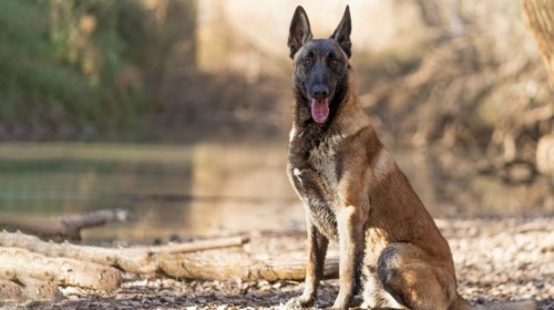 Pastor Belga malinois es el perro más inteligente del mundo, según un estudio reciente 