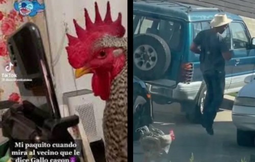 "Gallo guardián": Gallo persigue a repartidor y hasta hacerlo huir; vídeo se hace viral (Vídeo)