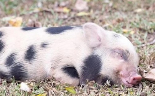 Sujeto es señalado por adoptar a una cerdita como mascota y usarla para una parrillada con sus amigos