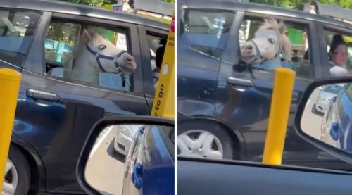 Mujer lleva a su caballo por un helado dentro de auto y se hace viral (Vídeo)