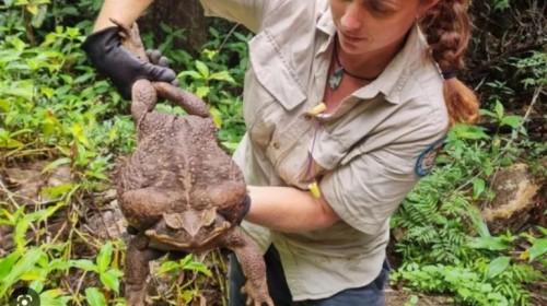 Así es "Toadzilla", el sapo más grande del mundo que fue encontrado en Australia 