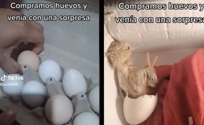 Familia queda sin palabras tras comprar un kilo de huevo y encontrar un pollito vivo (Vídeo)