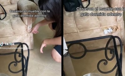 Gatita se queda dormida en el sillón y termina atrapada dentro del mueble, incidente se hace viral (Vídeo)