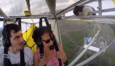 "Me pareció ver un lindo gatito": Gato despierta y sorprende a tripulantes de un vuelo (Vídeo)