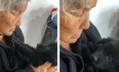 Abuelita regaña a su perrito, reacción de la mascota conquista redes sociales (Vídeo)