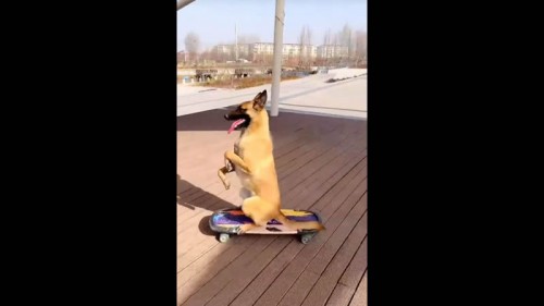 Perrito "skater" que hace piruetas y trucos con su patineta conquista a usuarios de redes (Vídeo)