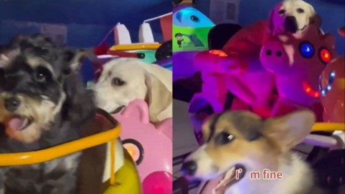 Perritos enternecen las redes tras subirse a un juego mecánico en la feria (Vídeo)