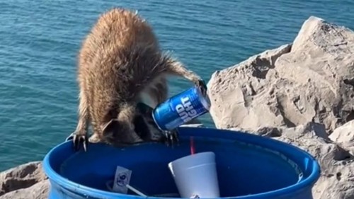 Captan a mapache tomando cerveza, se hace viral (Vídeo)