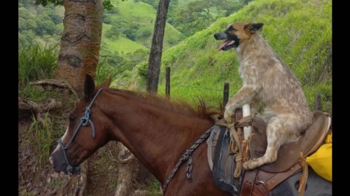  Perrito "jinete" se viraliza en redes sociales por andar a caballo como un profesional (Vídeo)