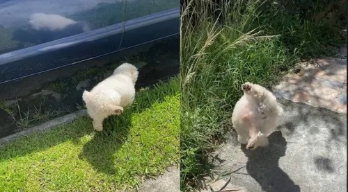 "Parece acróbata": Perrito se hace viral por peculiar manera de ir al baño (Vídeo)