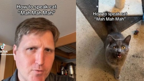 Hombre afirma hablar el idioma de los gatos y la reacción de las mascotas se vuelve viral (Vídeo)