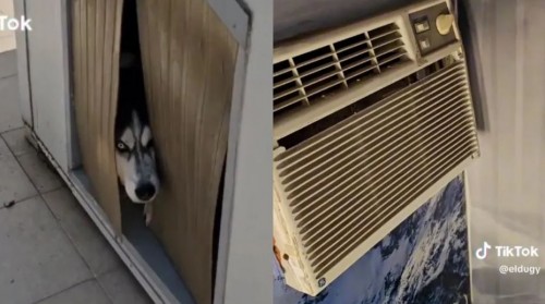 Perrito goza de casa con aire acondicionado y se vuelve la envidia en redes sociales (Vídeo)