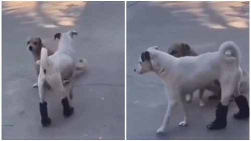 Perrito se vuelve viral por usar con estilo botas en sus patas traseras (Vídeo)