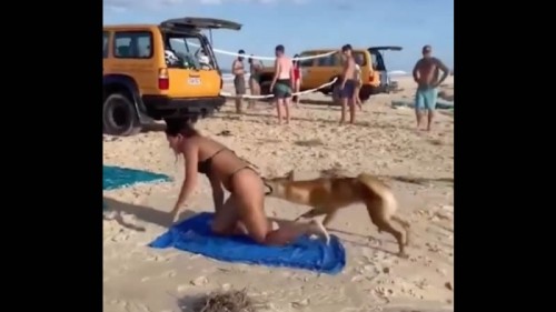 "Le mordió el trasero": Perrito ataca a una turista en bikini que tomaba el sol en la playa (Vídeo)