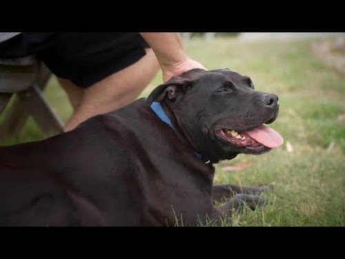 Perrito con ansiedad fue adoptado por prisioneros y guardias de una cárcel