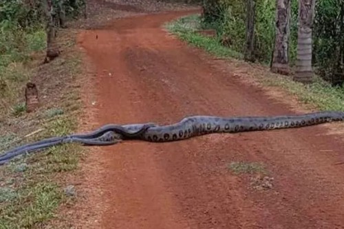 Anaconda de 6 metros ayuda a serpientes a cruzar un camino; hecho sorprende a usuarios en redes