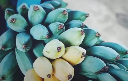 Sorprenden al mundo presentando el plátano azul con sabor a vainilla