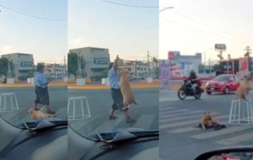 Perrito enamora a usuarios a ser captado trabajando con su dueño como malabarista (Vídeo)