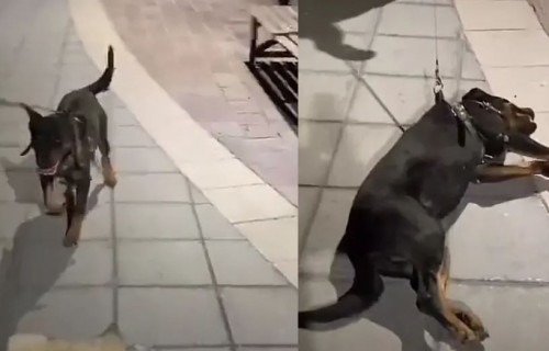 Perrito hace "berrinche" de niño para quedarse en el parque a jugar; se hace viral (Vídeo)