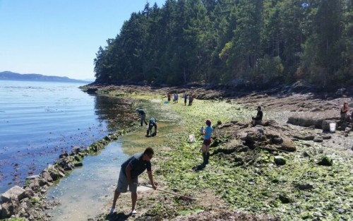 Crias antiguas: maricultura en norteamérica