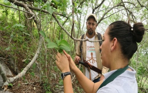 El MUHNES estudia plantas con propiedades medicinales