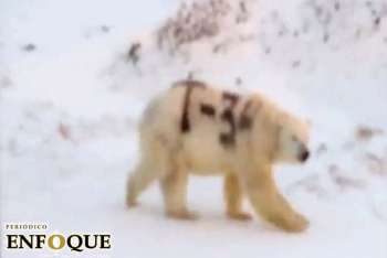 Oso polar pintado con spray desconcierta a rusia