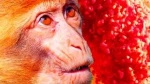 Detectan nueva cepa de la viruela de mono con “potencial pandémico”