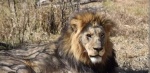 Presunto escape de león en Yauhquemehcan genera alarma en la población