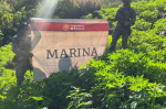 Secretaría de Marina erradica 15 plantíos de marihuana en Nayarit; decomiso afecta al CJNG