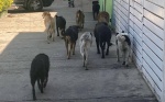 Sacrifican a 6 mil perros en Tlaxcala; eutanasia no es solución: OCPA