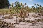 Más del 90 por ciento de productores en Tlaxcala reportaron pérdidas por sequía