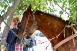 Retoman cabalgata en honor a San Andrés Apóstol en San Andrés Cholula