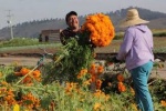 Arranca la cosecha de cempasúchil en Atlixco para el día de muertos 2024