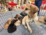 Fallas legales afectan la efectividad de la Coordinación de Bienestar Animal