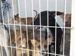 Rescatan a 10 perros en situación de abandono en Coronango