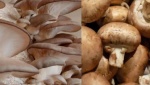 Los hongos: tesoros ancestrales de la tierra mexicana