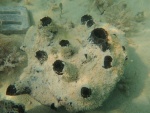 Esta es una esponja de lana de oveja. Fotografía cortesía de Shelly Krueger. Esponjas marinas: filtros naturales esenciales