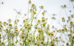 Foto: Cortesía Un remedio natural con siglos de historia