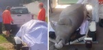 Autoridades atienden hallazgo de manatí en Veracruz