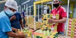 Foto: Cortesía Exportación de mango mexicano: panorama actual y relevancia