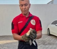 Bomberos de San Andrés Cholula rescatan ave lesionada y la trasladan para su atención