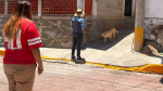 Impulsan en Tlaxcala refugio para perros sin hogar y piden apoyo ciudadano urgente