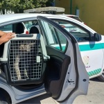 Foto: Cortesía Continuará gobierno bajo la mira del OCPA durante 2026