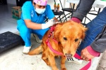 Veterinarios realizan esterilización gratuita de perros y gatos en Tlaxcala.