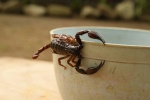 Foto: Cortesía Alerta por avistamientos de alacranes en colonias del sur de Puebla