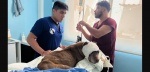 Perro herido recibiendo atención veterinaria tras ser rescatado en Puebla.