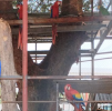 Foto: Cortesía Guacamayas y loros protegidos asegurados por Profepa en Tabasco