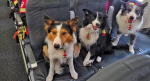 Foto: Cortesía Perros rescatistas mexicanos antes de viajar a Venezuela.